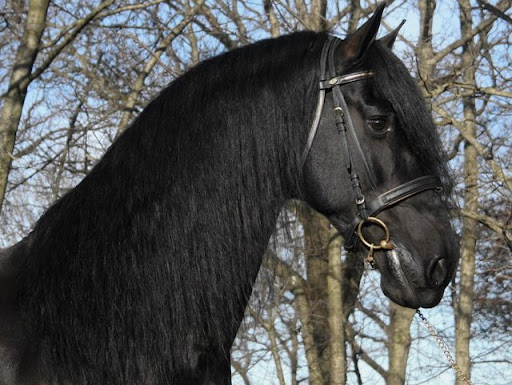 Friesian Horses For Sale Holland